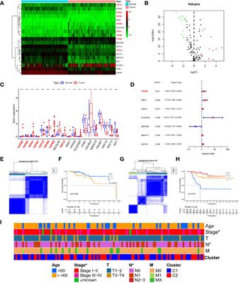 Comprehensive Analysis of TRP Channel–Related Genes in Patients With Triple-Negative Breast Cancer for Guiding Prognostic Prediction